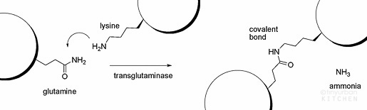 transglutaminaseReaction-1
